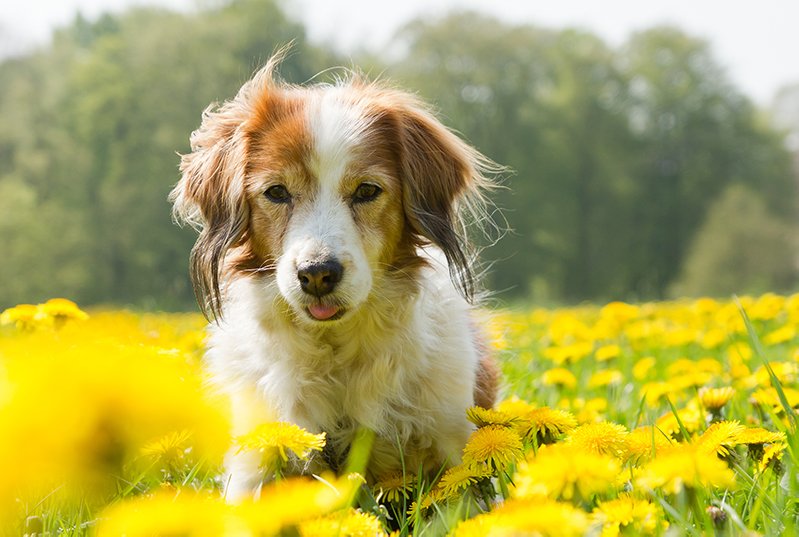 Seasonal Allergies in Dogs Is Your Dog Suffering?